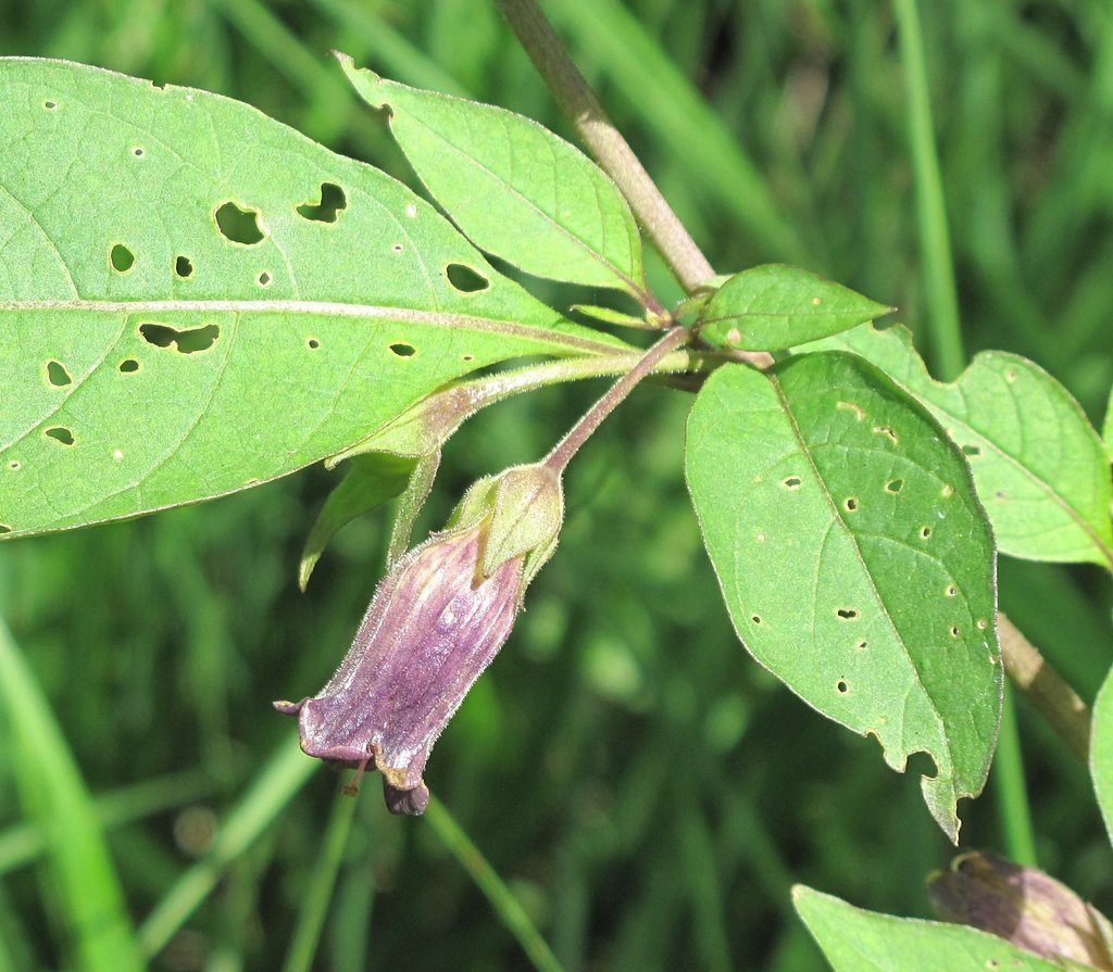 Atropa belladonna